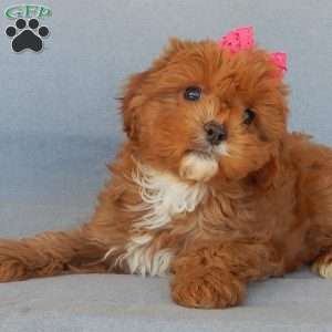 Penny, Cavapoo Puppy